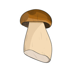 Vector color sketch of mushroom
