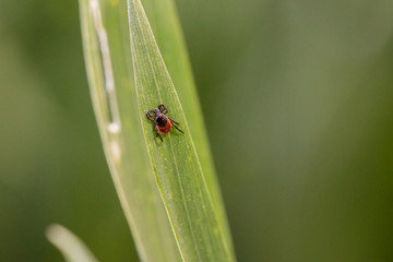The tick on a leaf