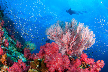 Wonderful underwater world with seafan and vibrant colors of corals and Scuba Diver backdrop, Scubadiving Underwater seascape concept,Similan,North Andaman Sea