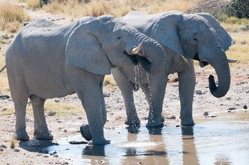 Fototapeta premium African elephants at waterhile