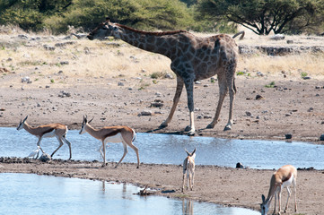 Fototapeta na wymiar Giraffe and impala at waterhole