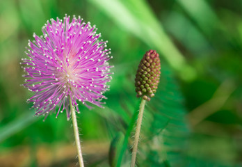 grass purple flower, macro