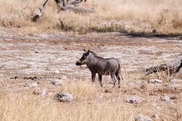 Fototapeta premium Warthog in savannah