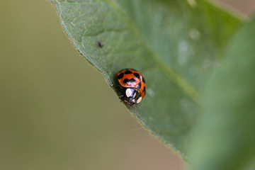 Ladybug on a leaf