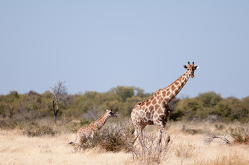 Giraffes with babies