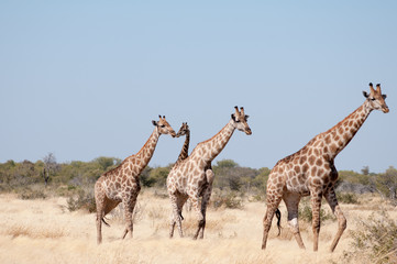 Giraffes with babies