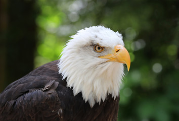 Fototapeta premium Close up of a male Bald Eagle