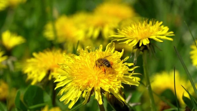 Biene schwebt über Löwenzahnblüte, Zeitlupeneffekt