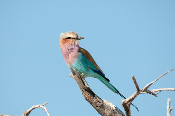 Lilac breasted roller on branch