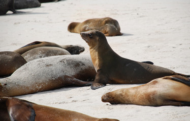Fototapeta premium Galapagos Baby Sea Lion - 0209