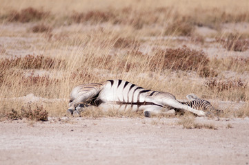 Fototapeta na wymiar Zebras resting in the heat of the day