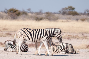 Fototapeta na wymiar Zebras resting in the heat of the day