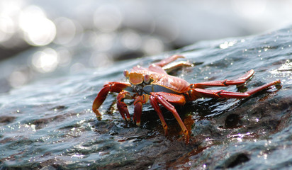 Galapagos Crab - 0309