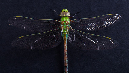 Close up macro image of a green dragonfly on a black background
