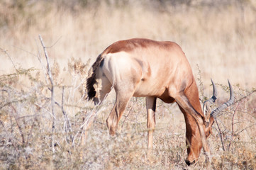 Red Hartebeest