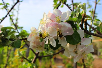 Honeybees. Apple tree