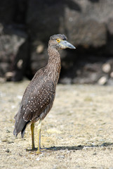 Galapagos Bird - 0697