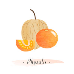 Colorful watercolor texture vector healthy fruit cape gooseberry physalis