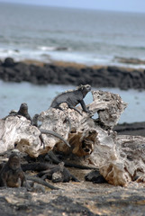 Fototapeta premium Galapagos Marine Iguanas - 0815