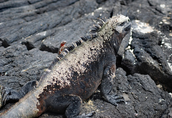 Galapagos Lizards - 0822