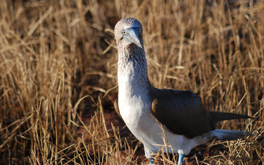 Galapagos Bird - 1013