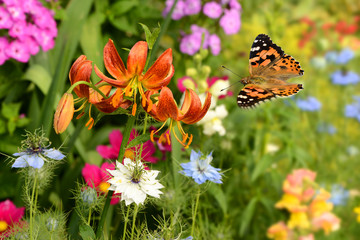 Schmetterling 390 © K.-U. Häßler