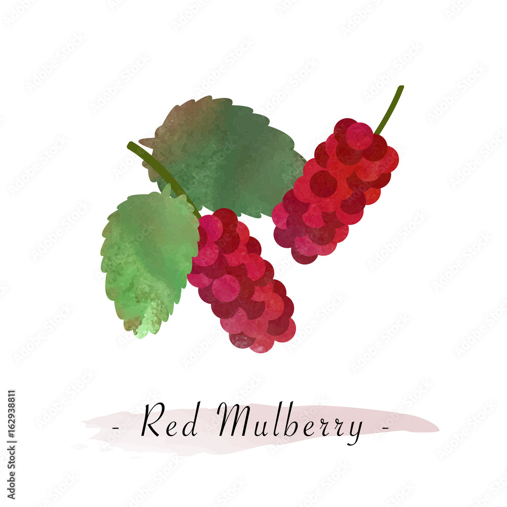 Wall mural colorful watercolor texture vector healthy fruit red mulberry