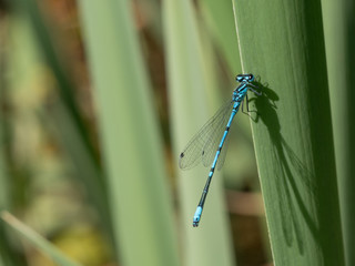 Summer dragonfly. Macro shot of dragonfly on the green leaf in the nature habitat