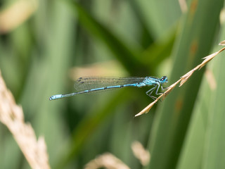 Summer dragonfly. Macro shot of dragonfly on the green leaf in the nature habitat