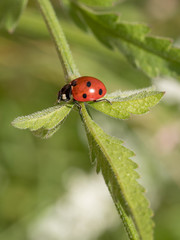 Ladybird closeup on a leaf. Ladybug running along on blade of green grass. Beautiful nature