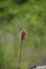 Dipsacus fullonum Dry plant