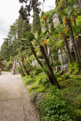 Palmiers dans le jardin