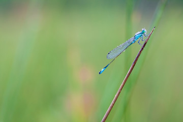 goblet marked damselfly