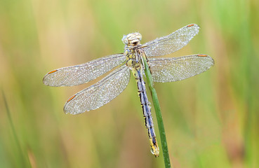 an Fire dragonfly