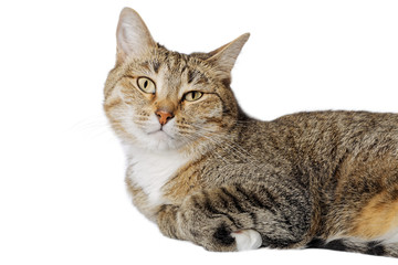 Closeup portrait of lying cat isolated on white