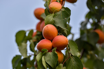 Apricot fresh organic natural fruit on a tree during summer time