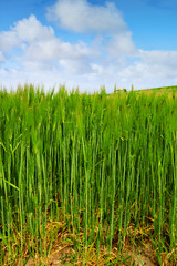 champ de blé en gros plan