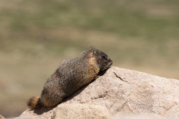 Yellow-bellied Marmot on a Rock