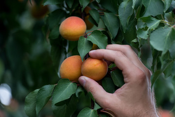 Apricot fresh organic natural fruit on a tree during summer time