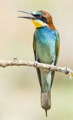 Abejaruco europeo