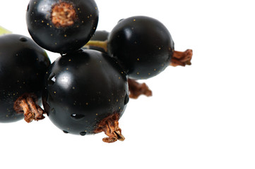 Black currant berries isolated on white background.
