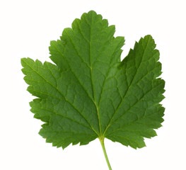 green leaf of black currant isolated on white background