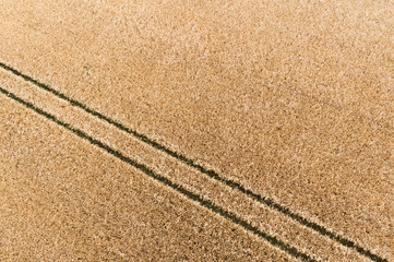 Luftbild Kornfeld mit Hafer und Trecker Spuren