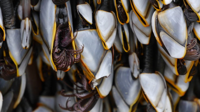 Gooseneck Barnacles, Pedunculata