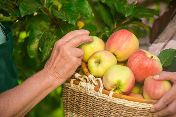 Hands of seniors and apples. Wicker basket with fruit. Touch the freshness.