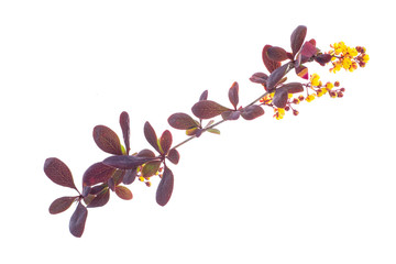 Flowering twigs of barberry red on white