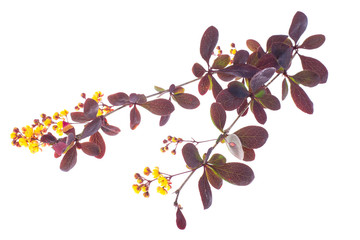 Flowering twigs of barberry red on white