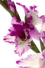 Beautiful purple gladiolus isolated on white background
