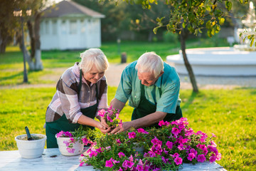 Senior people transplanting flowers. Woman and man working, summer.