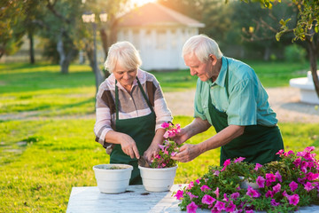 Old gardeners transplanting flowers. Petunias on wood table.